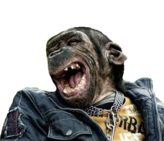 😂 8451d241 monyet, kera, binatang, primata, tertawa telegram sticker