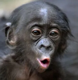 😗 8a82d5ad kera besar, monyet, binatang, primata, imut, terkejut, kaget telegram sticker