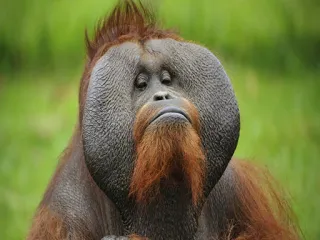 😕 ab6695e5 orangutan, kera besar, monyet, hewan, satwa liar, primata, mamalia telegram sticker