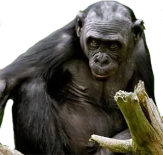 😒 c2cac60f simpanse, kera, binatang, satwa liar, primata telegram sticker