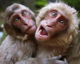 Heyvoon telegram stickers