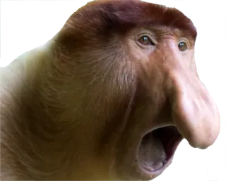 😵 c7cb7a79 monyet, bekantan, hewan, satwa liar, primata telegram sticker