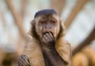 Heyvoon whatsapp stickers