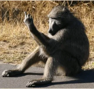 👌 d03c0dd5 Babun, Monyet, Jari tengah, Gerakan ofensif, Hewan telegram sticker