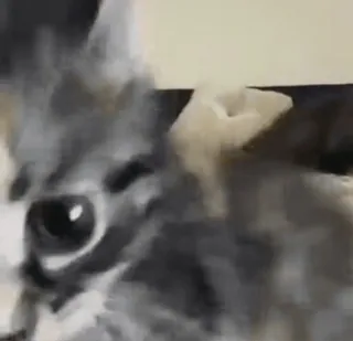 🤨 5a68b071 kucing, hewan, anak kucing, hewan peliharaan telegram sticker