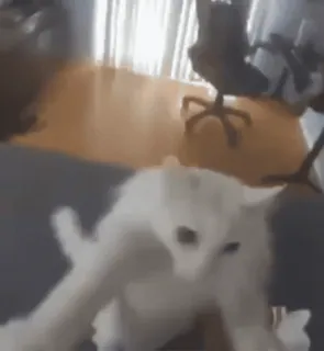 💃 615093cf kucing, jari tengah, kasar, menyinggung, hewan, peliharaan telegram sticker