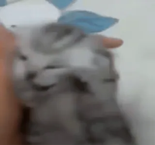 😩 7516d434 kucing, anak kucing, hewan, hewan peliharaan, mamalia, imut, kucing domestik telegram sticker