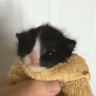 kittygo :: @fStikBot telegram stickers