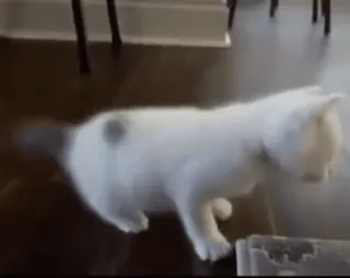 😵 96ecdae1 kucing, binatang, hewan peliharaan, anak kucing telegram sticker