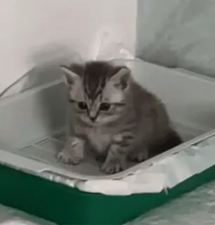 kittygo :: @fStikBot whatsapp stickers