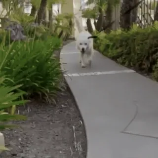 😀 5180de12 cane, passeggiata, animale domestico, animale, all'aperto, marciapiede telegram sticker