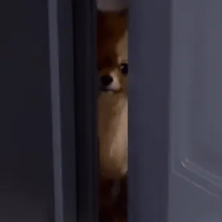 🤨 5bcc36e5 cane, cucciolo, porta, sbirciando, animale, carino telegram sticker