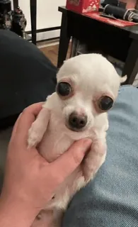 😦 97cce2d2 chihuahua, cane, animale domestico, carino, animale, cane piccolo telegram sticker