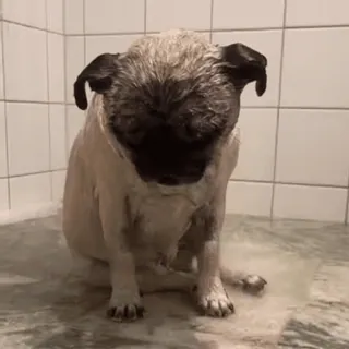 😔 a0843d5b carlino, cane, bagnato, bagno, animale, carino telegram sticker