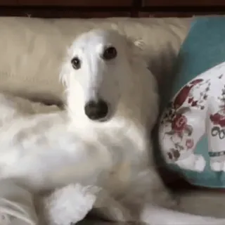 😳 ac509f65 cane, borzoi, cane bianco, animale carino, animale domestico telegram sticker