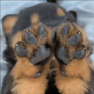 🐕 c6e36989 cane, cucciolo, zampe, carino, animale, animale domestico telegram sticker