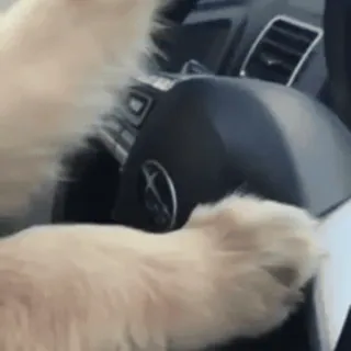 😎 e7219ea3 cane, guidare, auto, animale domestico, animale, golden retriever telegram sticker