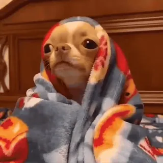 ☺️ e8230dc0 cane, chihuahua, coperta, carino, animale domestico, animale telegram sticker