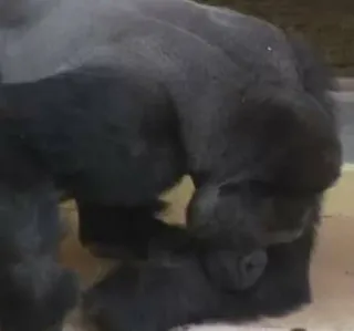 🤨 0a5e80c7 Горилла, Животное, Обезьяна, Млекопитающее, Дикая природа telegram sticker