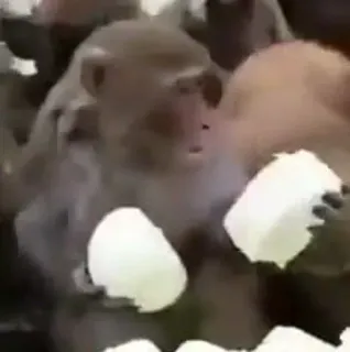 😳 0ab0b14a обезьяна, животное, дикая природа, млекопитающее, природа, примат, милый, еда telegram sticker