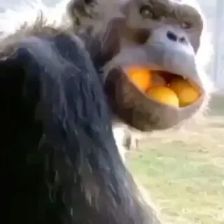 🧐 0e36ca00 обезьяна, человекообразная обезьяна, животное, фрукт, апельсин telegram sticker