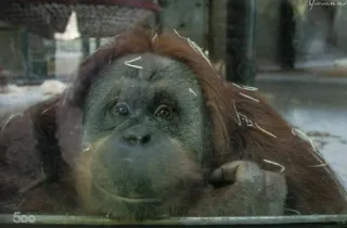 😊 0f0e5f3a Орангутан, Обезьяна, Зоопарк, Животное, Млекопитающее, Дикая природа telegram sticker