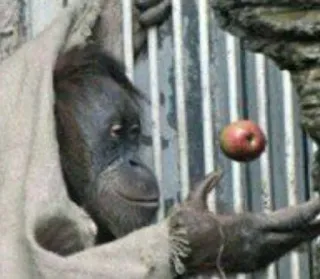 🧐 15703d68 обезьяна, орангутан, животное, зоопарк, примат, дикая природа, млекопитающее telegram sticker