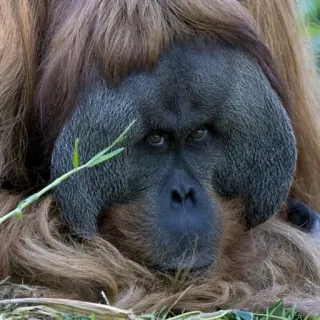 ❤️ 18db87de Орангутан, Обезьяна, Животное, Дикая природа, Млекопитающее, Примат telegram sticker