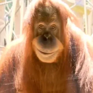 😀 242208cd Орангутан, Обезьяна, Животное, Зоопарк, Млекопитающее, Дикая природа telegram sticker