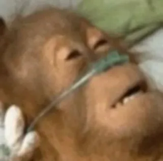 ☠️ 3623d613 орангутан, животное, примат, болезнь, больница, больной, медицинский telegram sticker