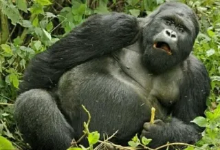 🤤 3d15c4d8 горилла, животное, дикая природа, обезьяна, примат, природа, лес telegram sticker