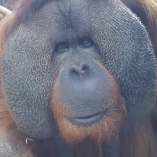 🙊 3df273d7 Орангутан, Животное, Примат, Обезьяна, Млекопитающее, Дикая природа telegram sticker