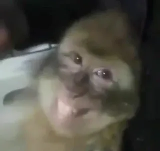 😂 3e02c2dc обезьяна, животное, примат, человекообразная обезьяна, дикая природа, млекопитающее telegram sticker