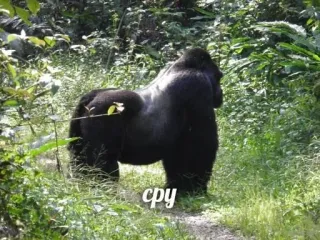 💩 4c152bdd cpy горилла, животное, природа, примат, лес, дикая природа telegram sticker