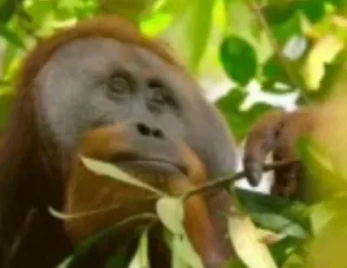 🧐 4c9f8296 орангутан, обезьяна, животное, дикая природа, примат, лес telegram sticker