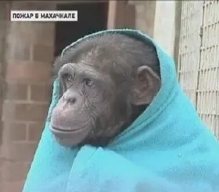 Гориллы by @fStikBot telegram stickers