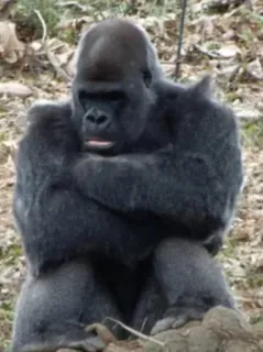 😣 5619c5e1 Горилла, Животное, Обезьяна, Млекопитающее, Дикая природа, Примат telegram sticker