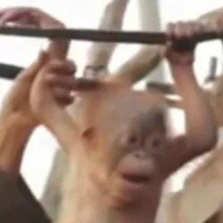 😰 5ca6fdeb Орангутан, Обезьяна, Животное, Лазание, Зоопарк, Обезьяна, Примат telegram sticker