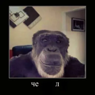 😶 65f0fae4 че л животное, обезьяна, мем, смешной, шимпанзе, русский telegram sticker