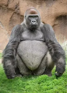 😑 67684356 Горилла, Животное, Обезьяна, Примат, Дикая природа, Млекопитающее telegram sticker