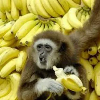 😖 6837d407 обезьяна, банан, фрукт, животное, примат, гиббон, дикая природа, природа telegram sticker