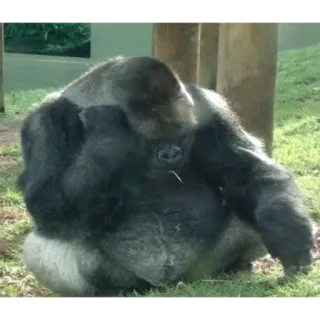 😔 7cf86b97 Горилла, Животное, Обезьяна, Млекопитающее, Дикая природа, Природа telegram sticker