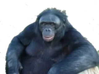 🙃 7d39db4e обезьяна, животное, обезьяна, примат, дикая природа telegram sticker