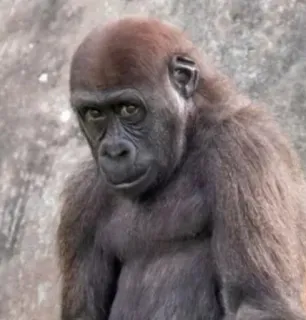 😏 7fde5657 Горилла, Животное, Примат, Млекопитающее, Дикая природа, Обезьяна telegram sticker