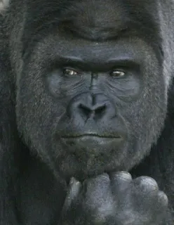 🤔 8856c160 Горилла, Животное, Обезьяна, Примат, Дикая природа, Млекопитающее telegram sticker