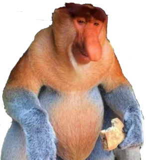 😛 89c999f3 Носач, Обезьяна, Животное, Дикая природа, Примат telegram sticker