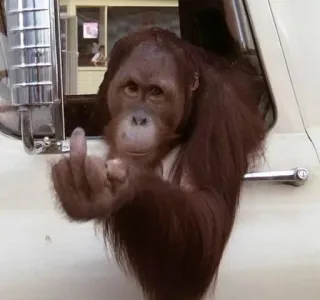 🖕 90ef4568 Орангутан, Обезьяна, Средний палец, Оскорбительный жест, Животное, Примат telegram sticker