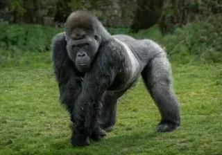 🦍 93102bfc Горилла, Животное, Обезьяна, Млекопитающее, Дикая природа, Зоопарк, Природа telegram sticker