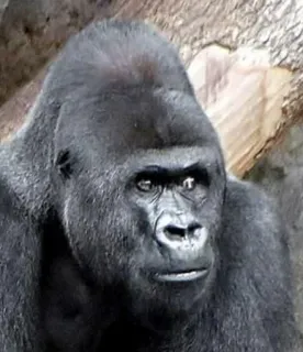 🤨 9b12f65a Горилла, Животное, Примат, Дикая природа, Млекопитающее telegram sticker