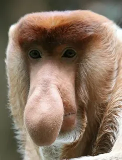 😐 9bed2d41 обезьяна, носач, животное, дикая природа, примат, длинный нос, млекопитающее telegram sticker